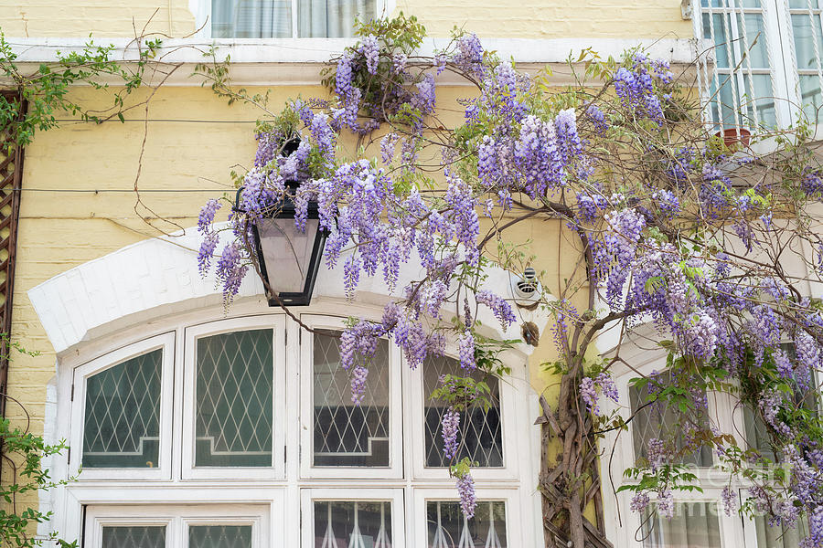 Wisteria in Ennismore Gardens Mews South Kensington Photograph by Tim Gainey