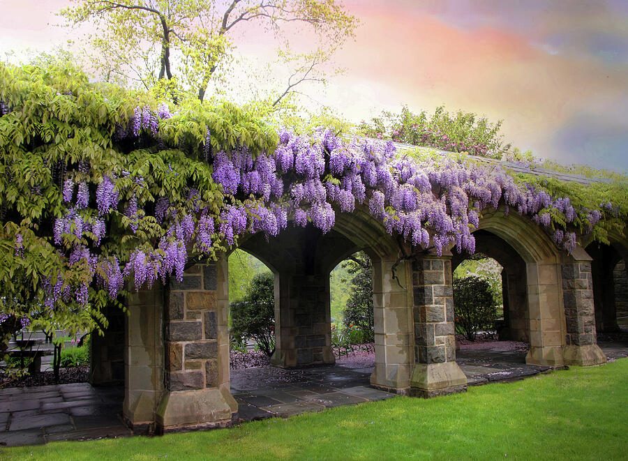 Spring Photograph - Wisteria in May by Jessica Jenney