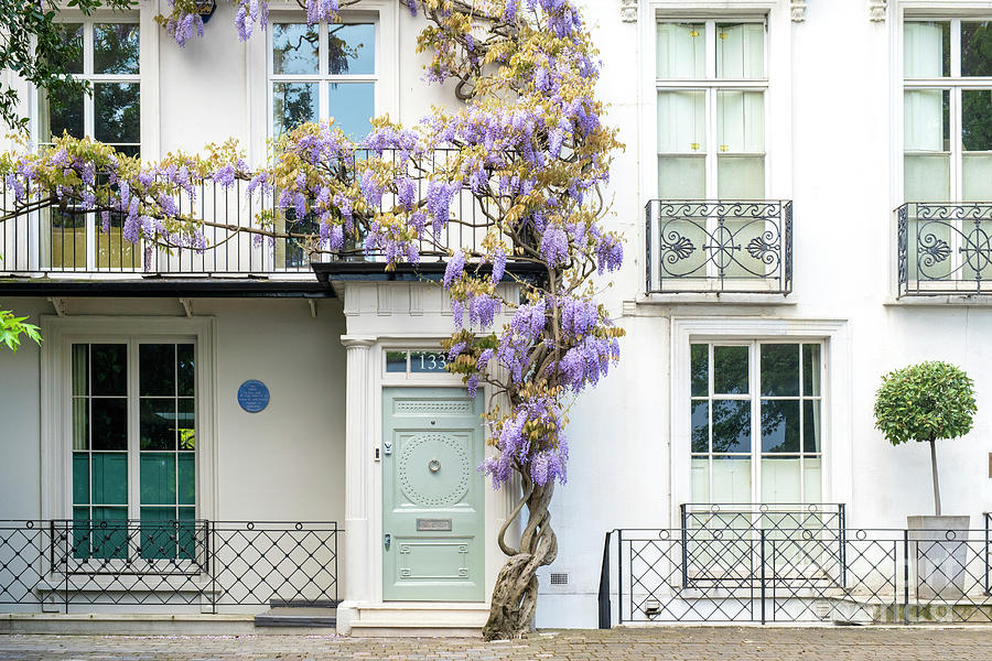 Wisteria in Old Church Street Chelsea by Tim Gainey
