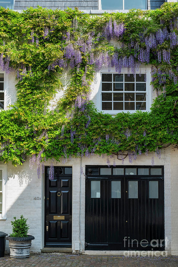 Wisteria in Queens Gate Mews South Kensington London Photograph by Tim Gainey