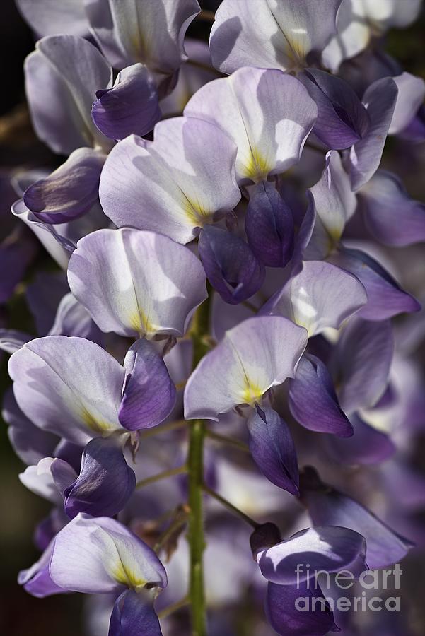 Nature Photograph - Wisteria In Spring by Joy Watson