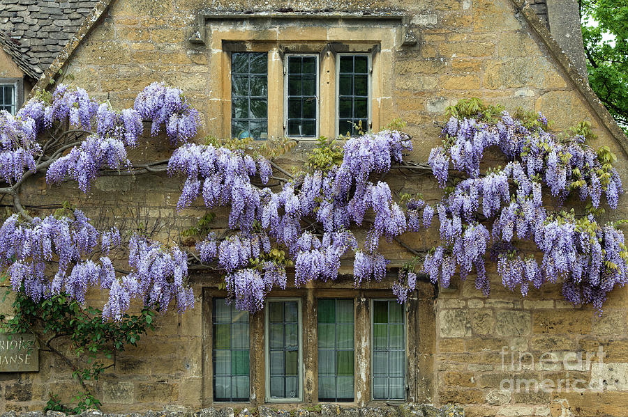 Wisteria in Spring on a Cotswold House in Broadway Photograph by Tim Gainey