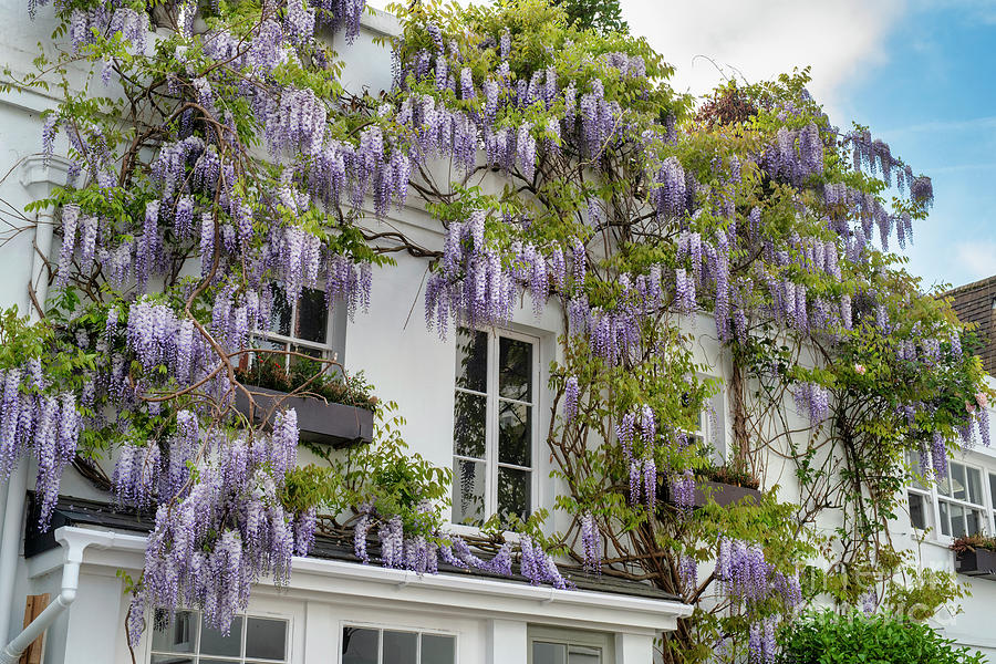 London Photograph - Wisteria in Sussex Mews West London by Tim Gainey