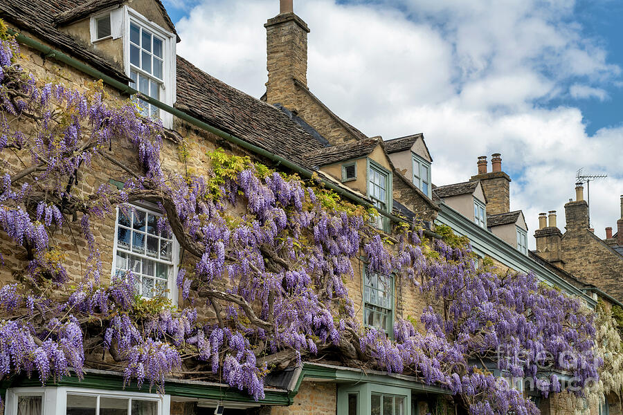 Wisteria in the Cotswolds Photograph by Tim Gainey Wisteria in the Cotswolds Photograph by Tim Gainey