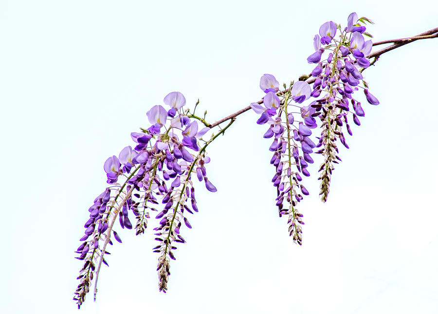 Flower Photograph - Wisteria by Jean Haynes