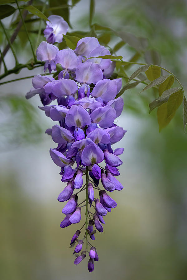 Wisteria Photograph by Jim Miller