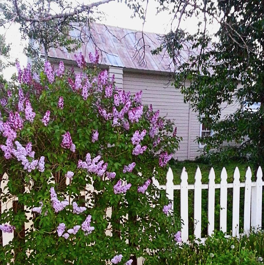 Wisteria lane Photograph by Lynda Simpson - Fine Art America