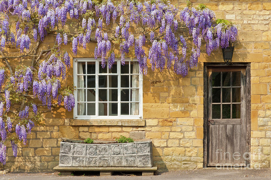 Wisteria on a Cotswolds stone cottage, Broadway, England