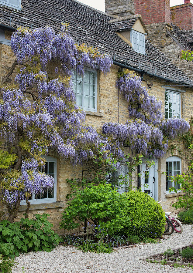 Wisteria on a Stone Cottage Photograph by Tim Gainey
