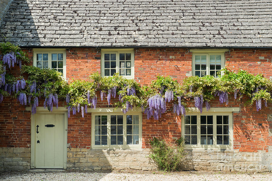 Wisteria on Bledington Mill House in the Cotswolds Photograph by Tim Gainey