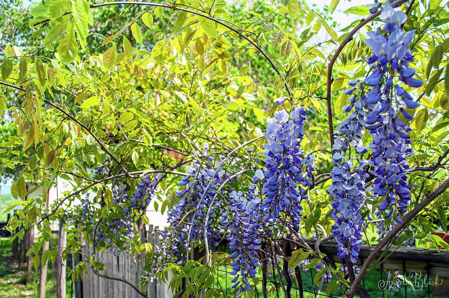 Wisteria on the Fence Photograph by Angela Black