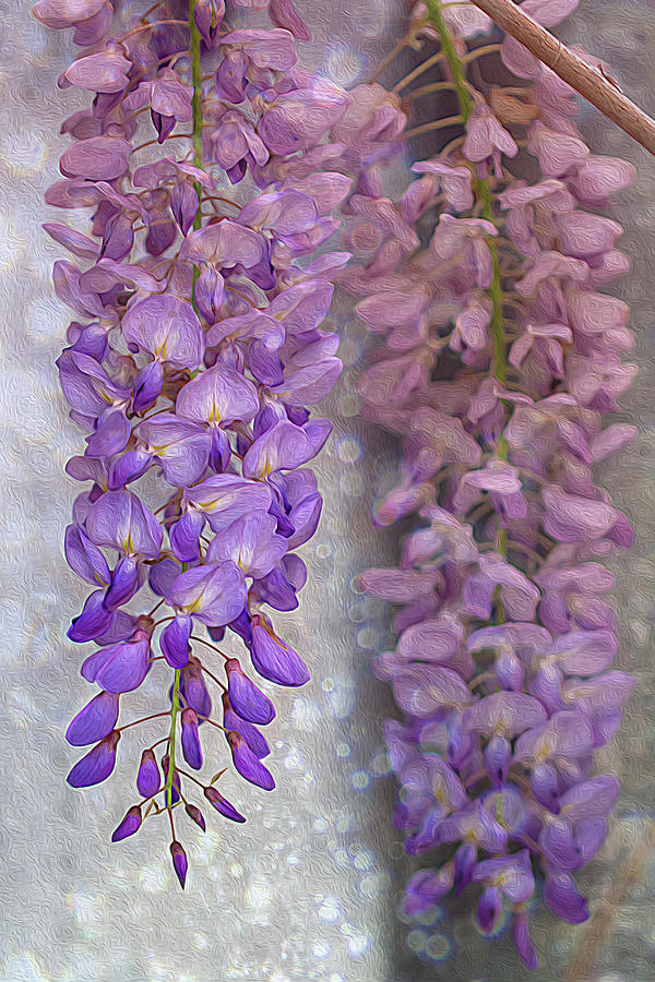 Wisteria on the wall Photograph by Vanessa Thomas