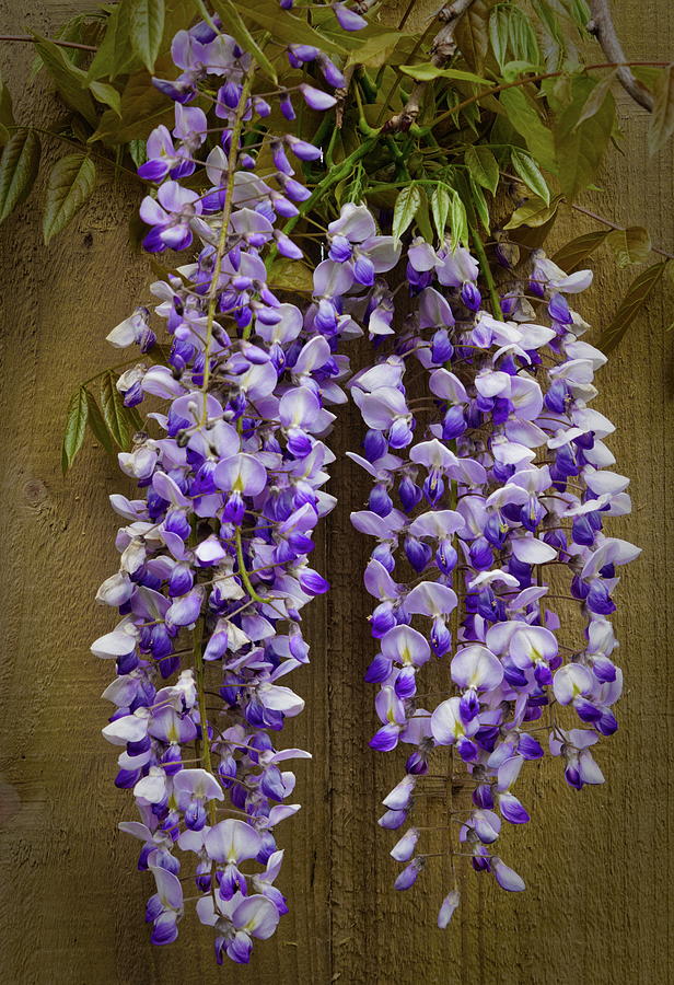 Wisteria On Wood Photograph by Jeff Townsend