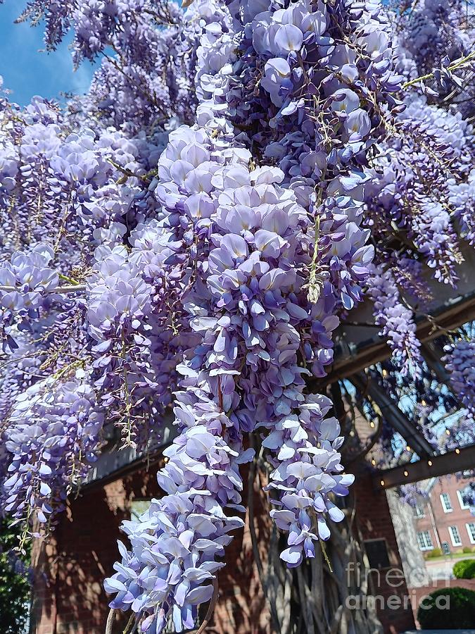 Wisteria or grapes? Photograph by Melissa Pulda - Fine Art America