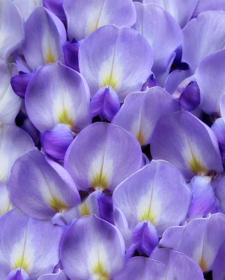Wisteria Petals Photograph by Jessica Jenney