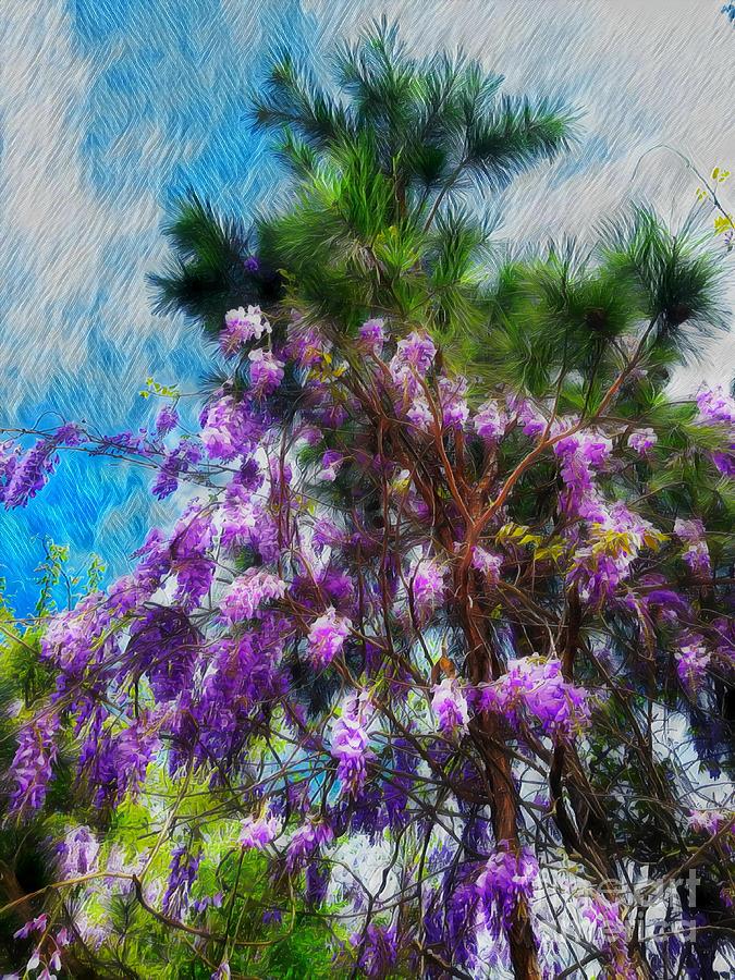 Wisteria Pines  Photograph by Rachel Hannah
