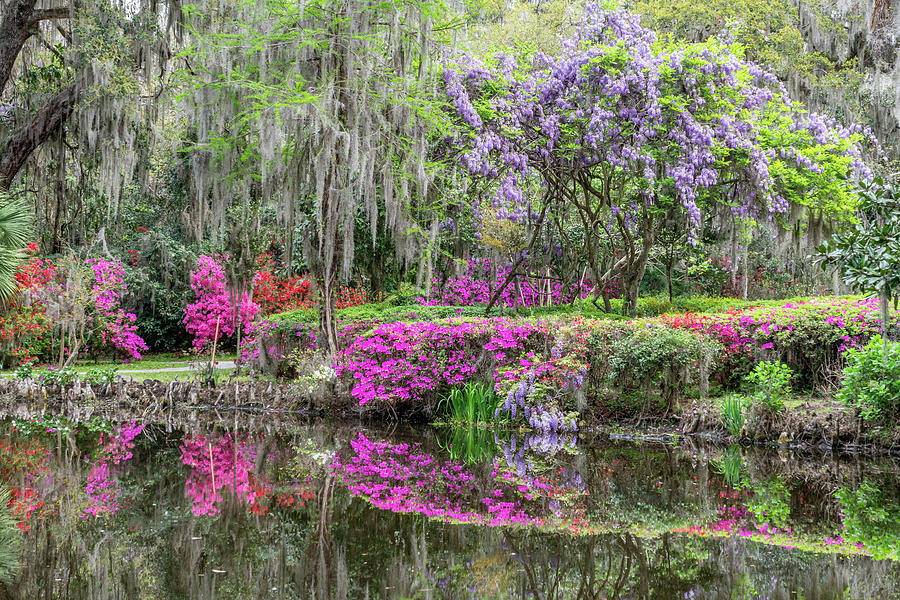 Wisteria Reflections Photograph by Jim Miller