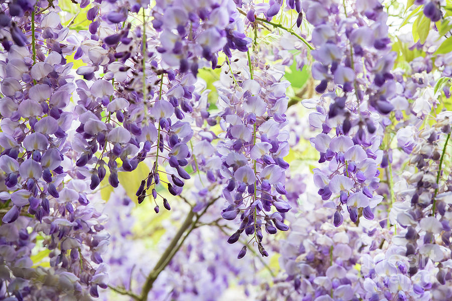 Wisteria Sinensis in Spring Photograph by Tim Gainey