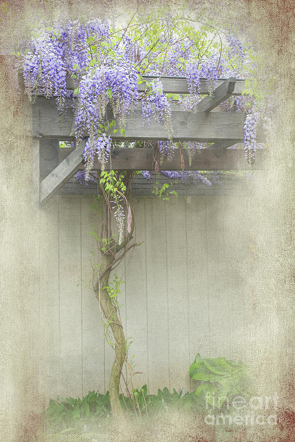 Flower Photograph - Wisteria Tree by Marilyn Cornwell