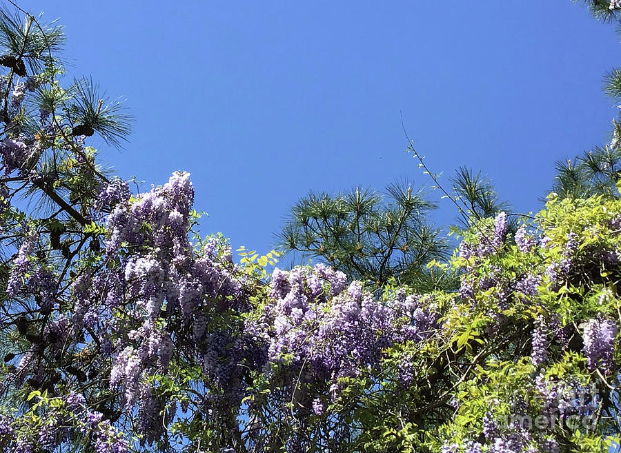 Wisteria Vines Photograph by Catherine Wilson Wisteria Vines Photograph by Catherine Wilson