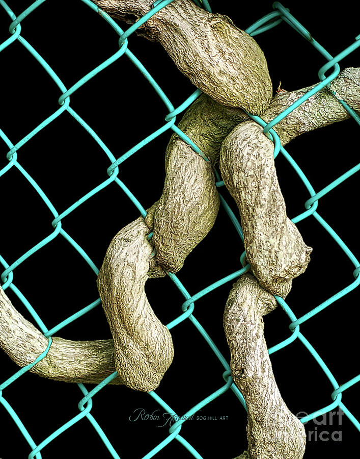 Wisteria Vines Chain Link Fence Photograph by Robin Amaral