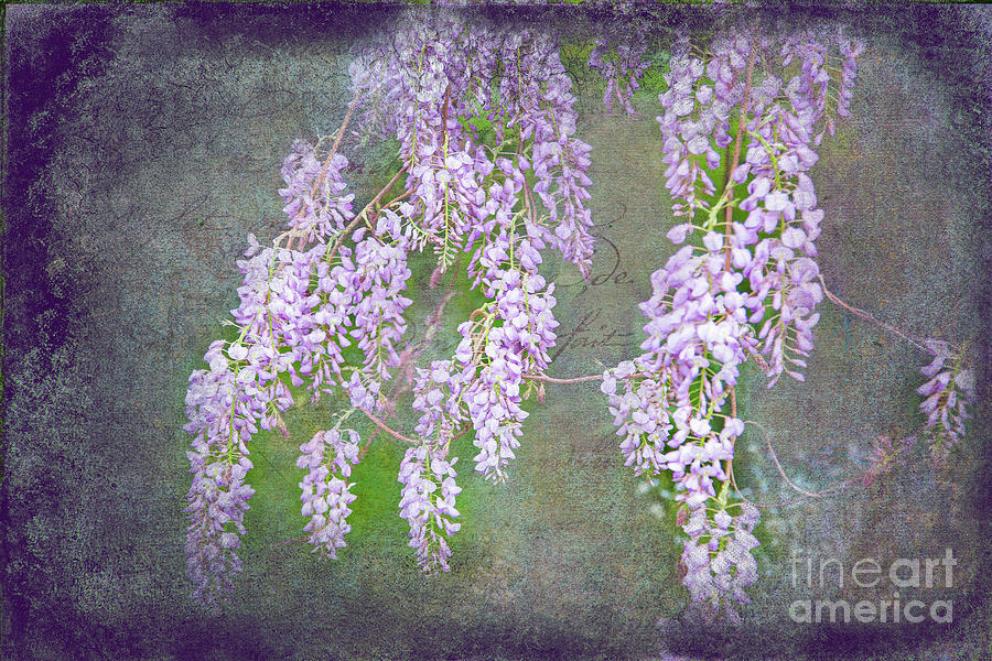 Wisteria Weep For Me Photograph by Marilyn Cornwell