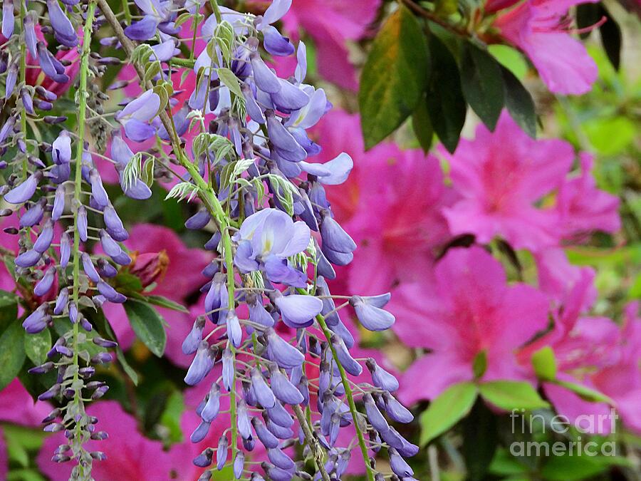 Wisteria with Azaleas Photograph by Robert Sharpe Wisteria with Azaleas Photograph by Robert Sharpe