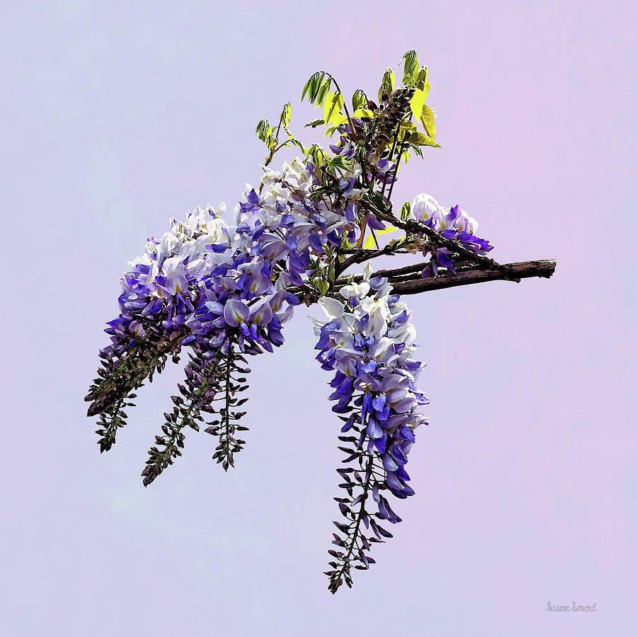 Wisteria Starting to Open Photograph by Susan Savad