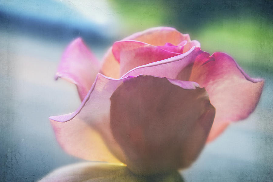 Wistful Rose Digital Art by Terry Davis