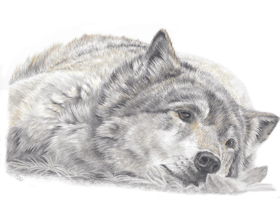 Wildlife Drawing - Wistful Wolf by Pencil Paws