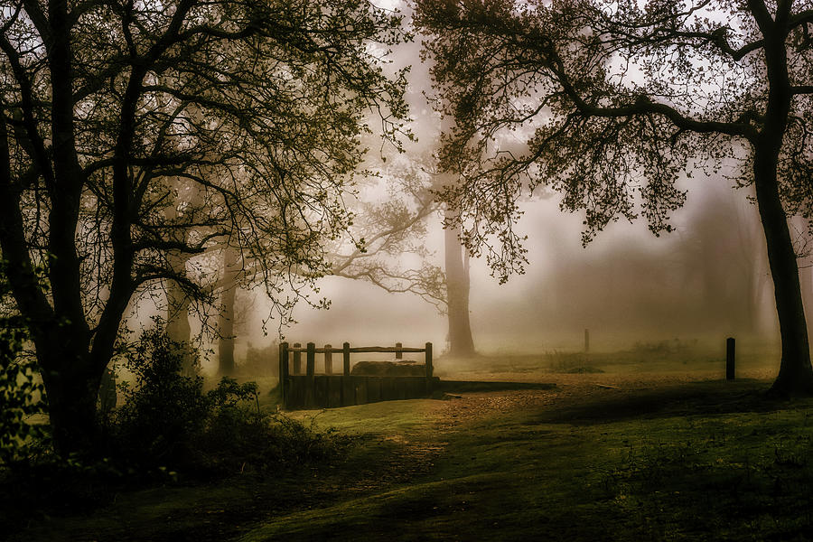 Wistful Woodland Photograph by Chris Boulton