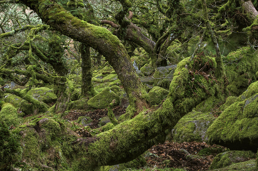 Wistmans Wood Photograph by Phil Hemsley - Pixels