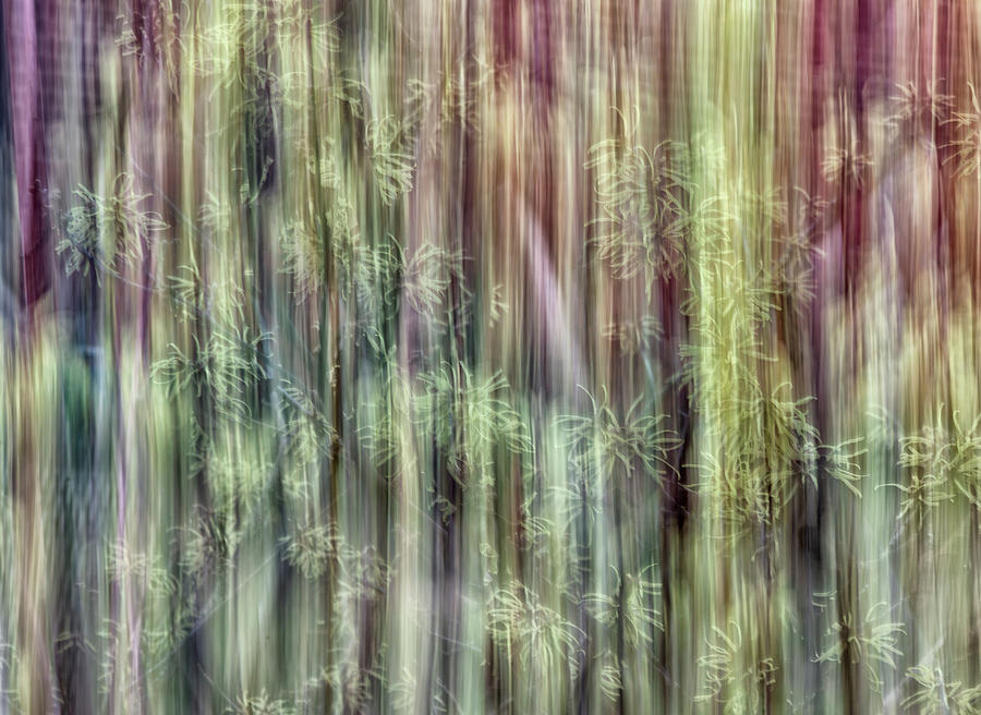 Abstract Photograph - Witch Hazel  by Cate Franklyn