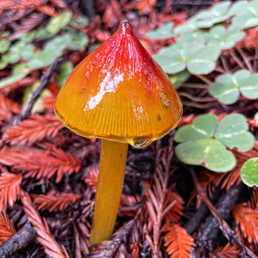 Witches cap Photograph by Perry Hoffman