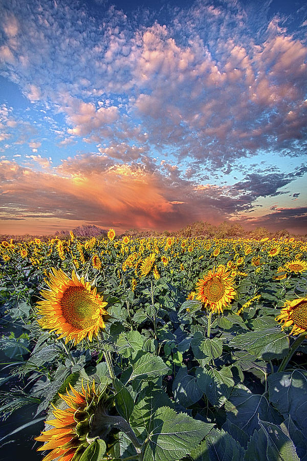 With All Your Heart Photograph by Phil Koch