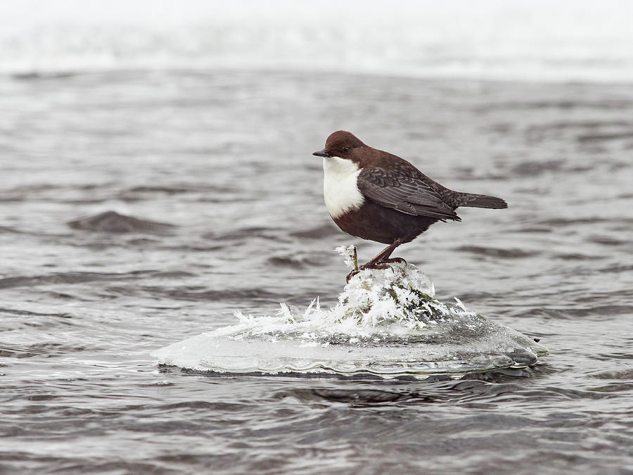 With the iceflowers. White-throated dipper Photograph by Jouko Lehto
