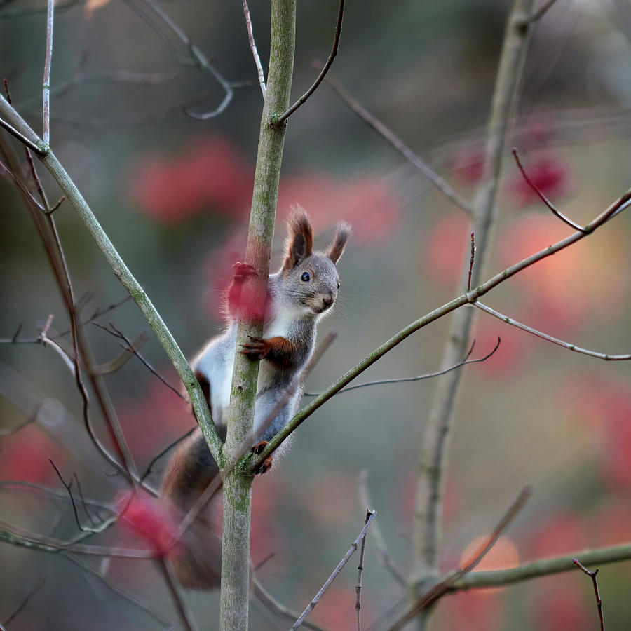 With the red rowan berries. Eurasian red squirrel Photograph by Jouko Lehto