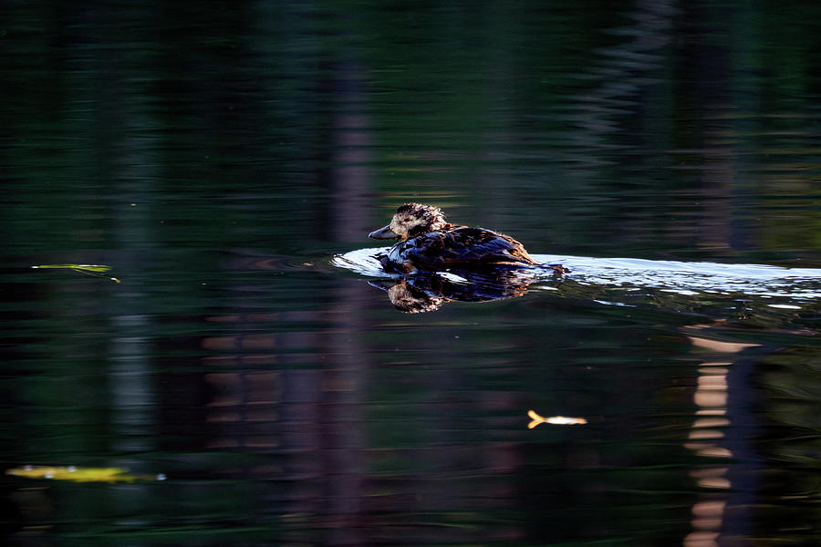 With the strong greens and purples. Long-tailed duck Photograph by Jouko Lehto