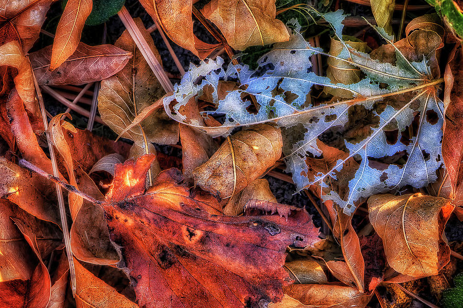 Withered Autumn Photograph by Steve Sullivan