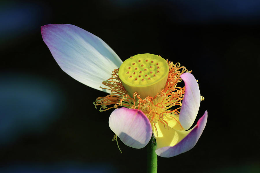 Withered Lotus Flower Photograph by Shixing Wen
