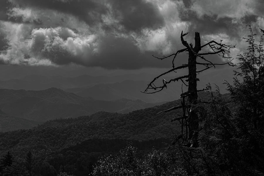 Withered on the Mountain Photograph by Jamie Tyler