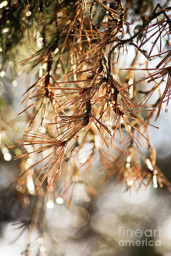 Withered pine tree needles Photograph by Mendelex Photography