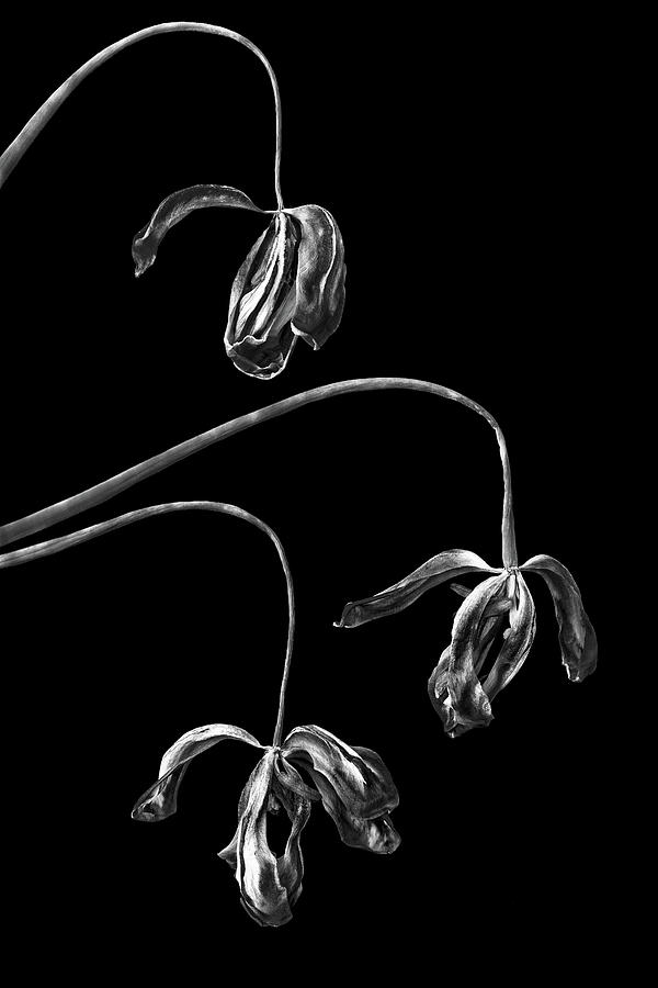 Withered Tulips Photograph