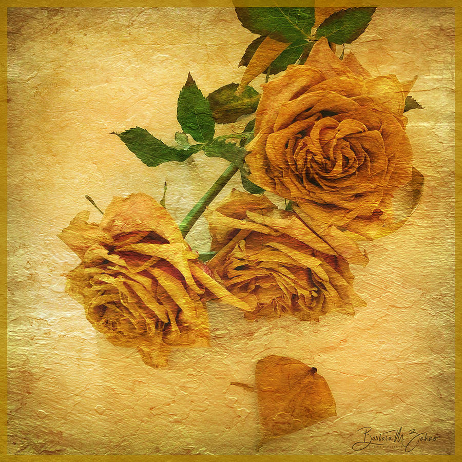 Withering Roses Photograph by Barbara Zahno