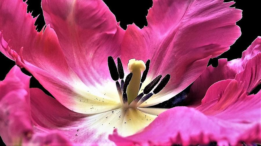 Spring Photograph - Within A Parrot Tulip by Angela Davies