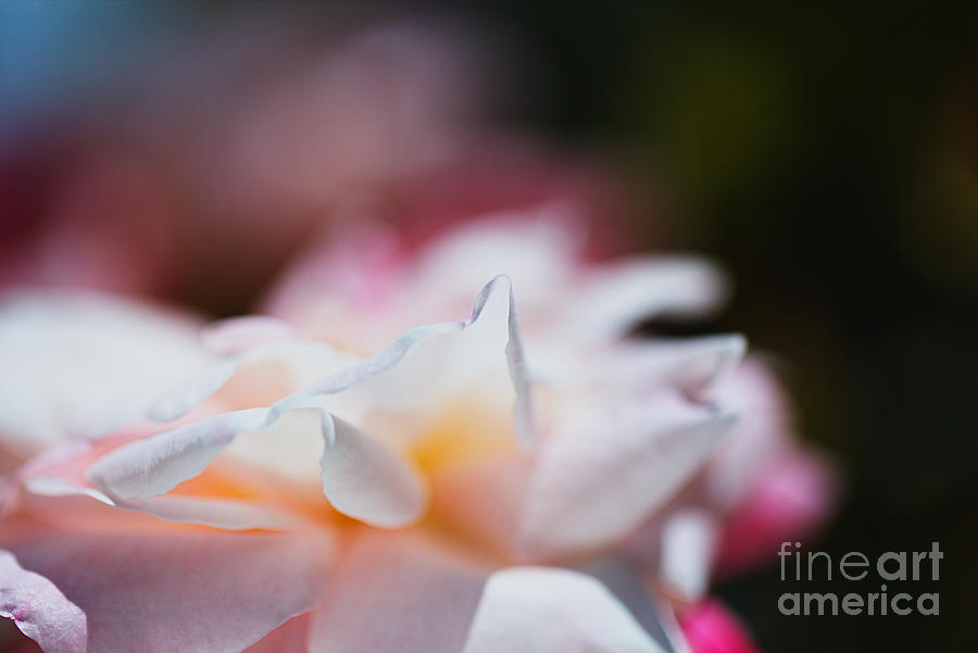 Within The Rose Petals  Digital Art by Joy Watson