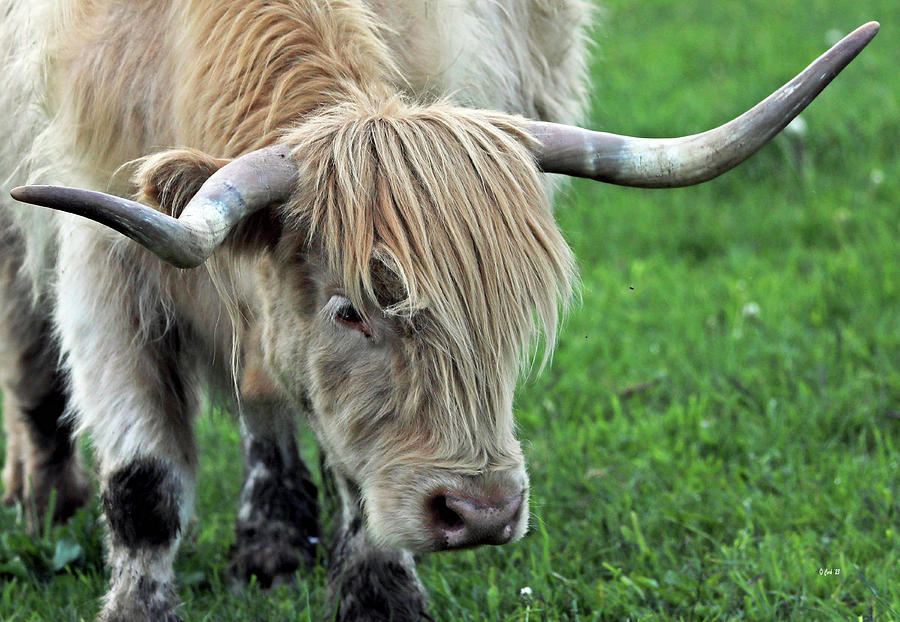 Wixim Farm Highland Cattle - Debbie Harry Photograph by Terry Cork