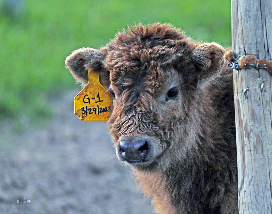 Wixom Farm Highland Cattle - 2 Weeks Old Photograph by Terry Cork