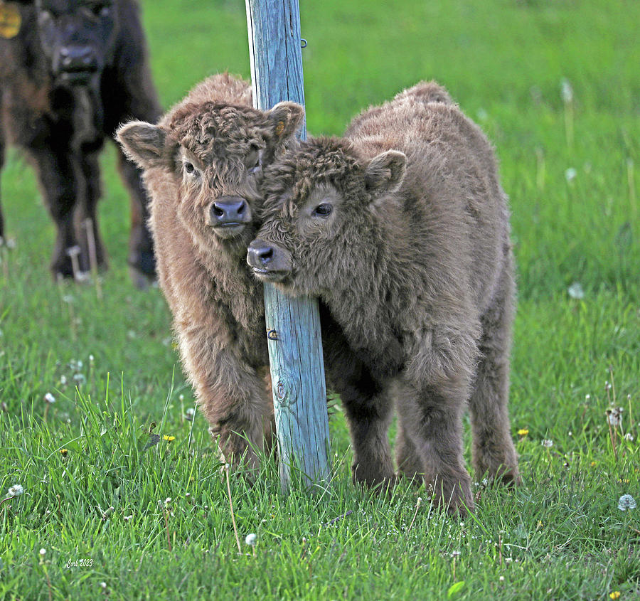 Wixom Farm Highland Cattle - Calf Love Photograph by Terry Cork