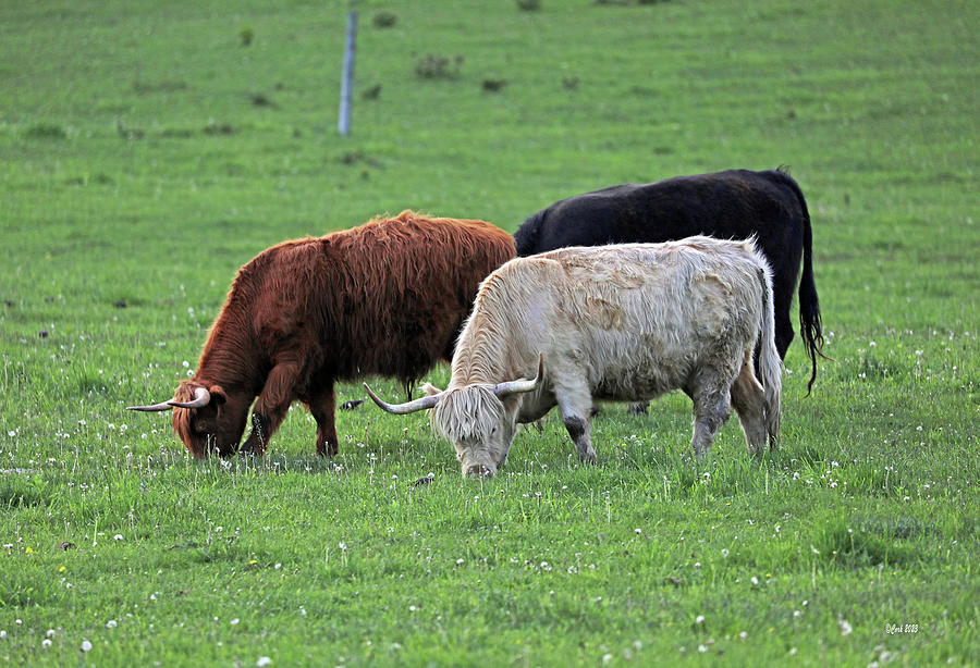 Wixom Farm Highland Cattle - Grazing Three Photograph by Terry Cork
